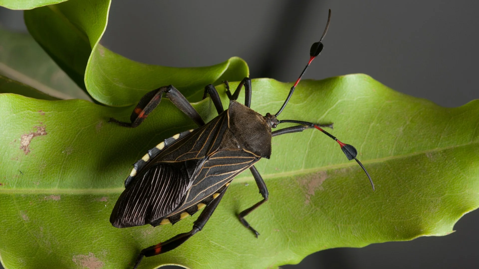 How Can You Tell if Chinch Bugs Have Infested Your Lawn in New Jersey?
