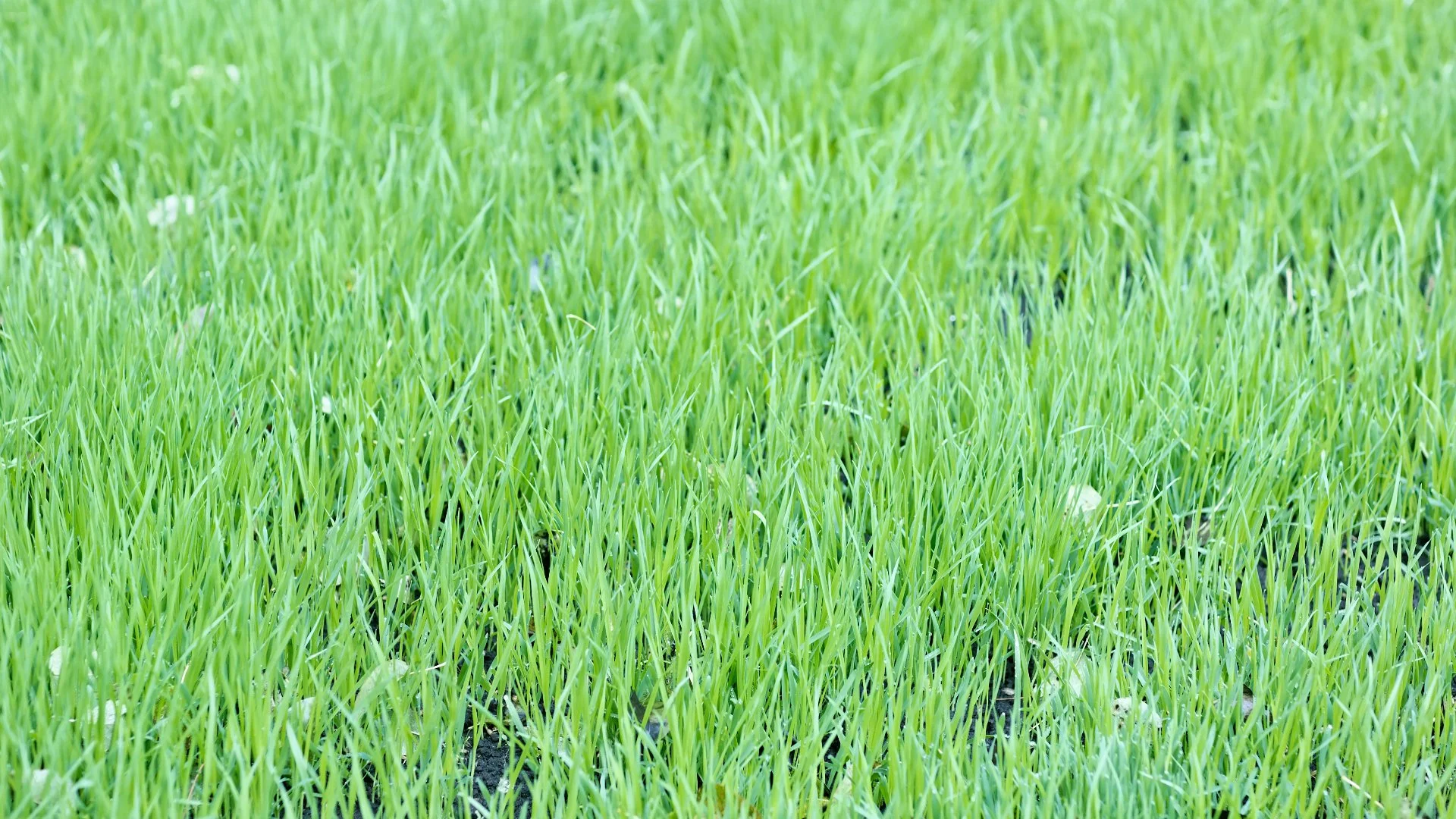 Want the Best Results From Aeration & Overseeding? Pair Them With Topdressing!