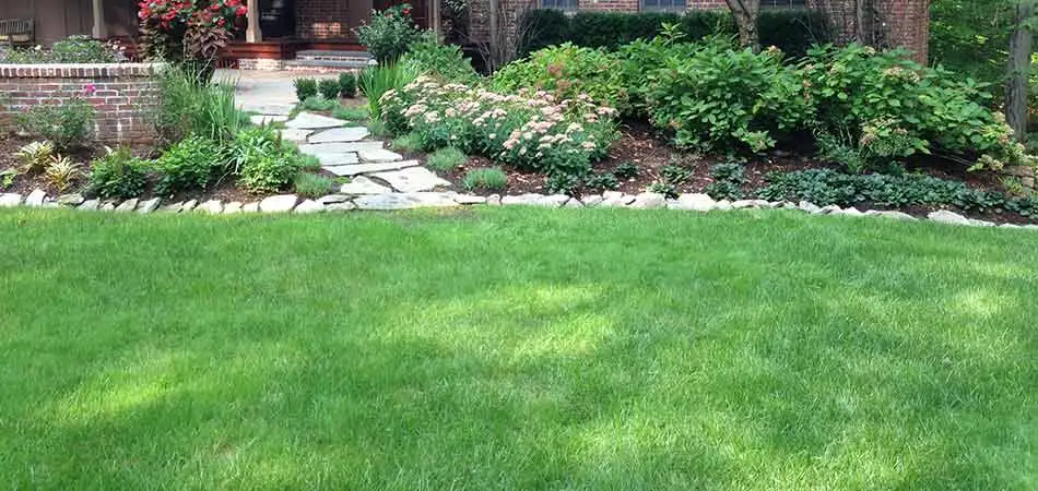 Aeration, dethatching, and overseeding has resulted in a thick lawn for this Westfield area homeowner.