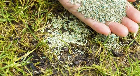 Close up photo of grass seed on a lawn in Watchung, NJ.