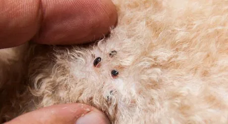 A tick infestation on a dog in Westfield, NJ.