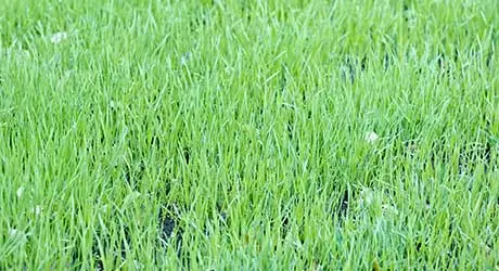 This Westfield lawn received a recent top dressing treatment.