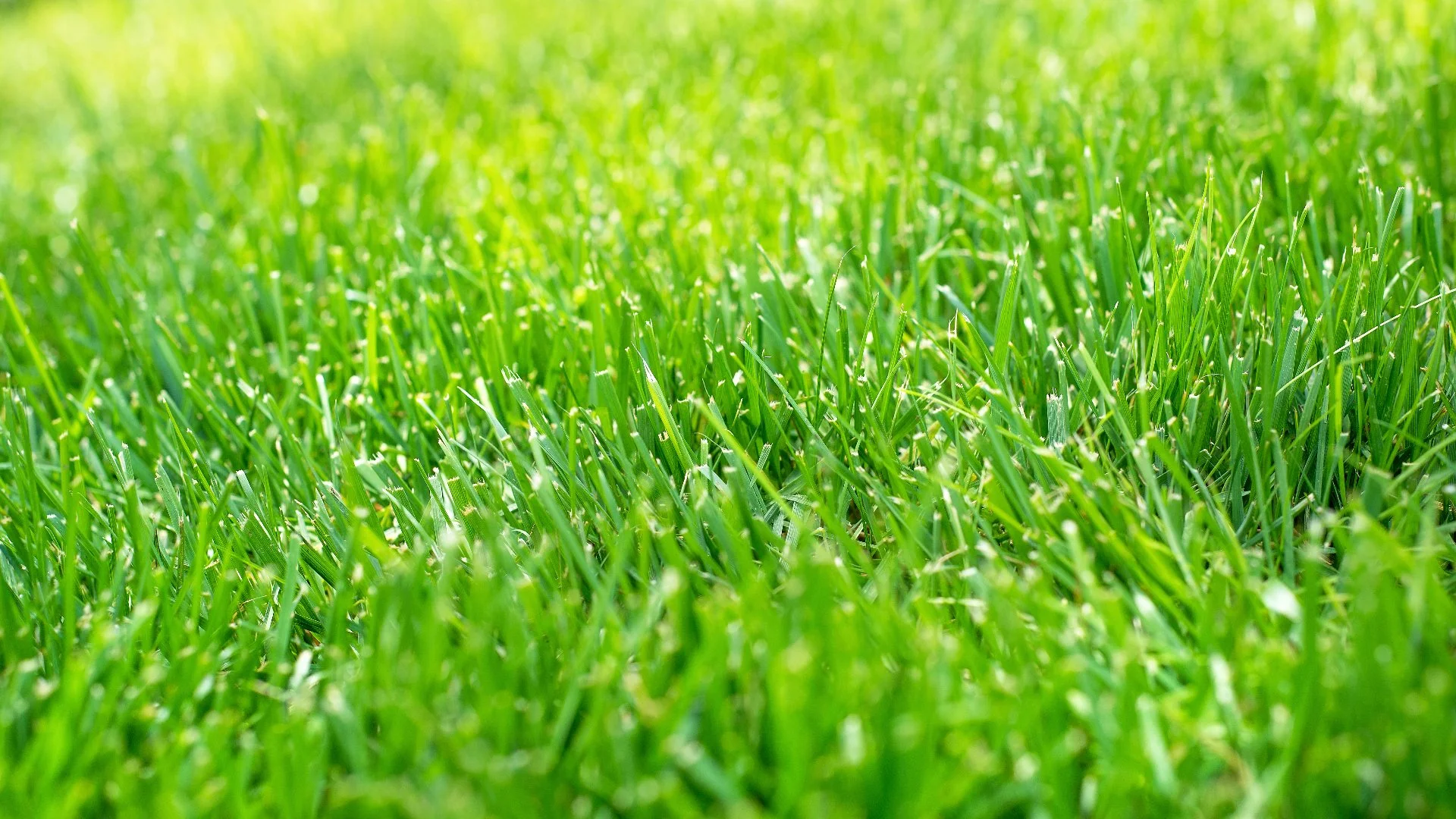 How Your Lawn Benefits From the Nutrients in Fertilizer Treatments