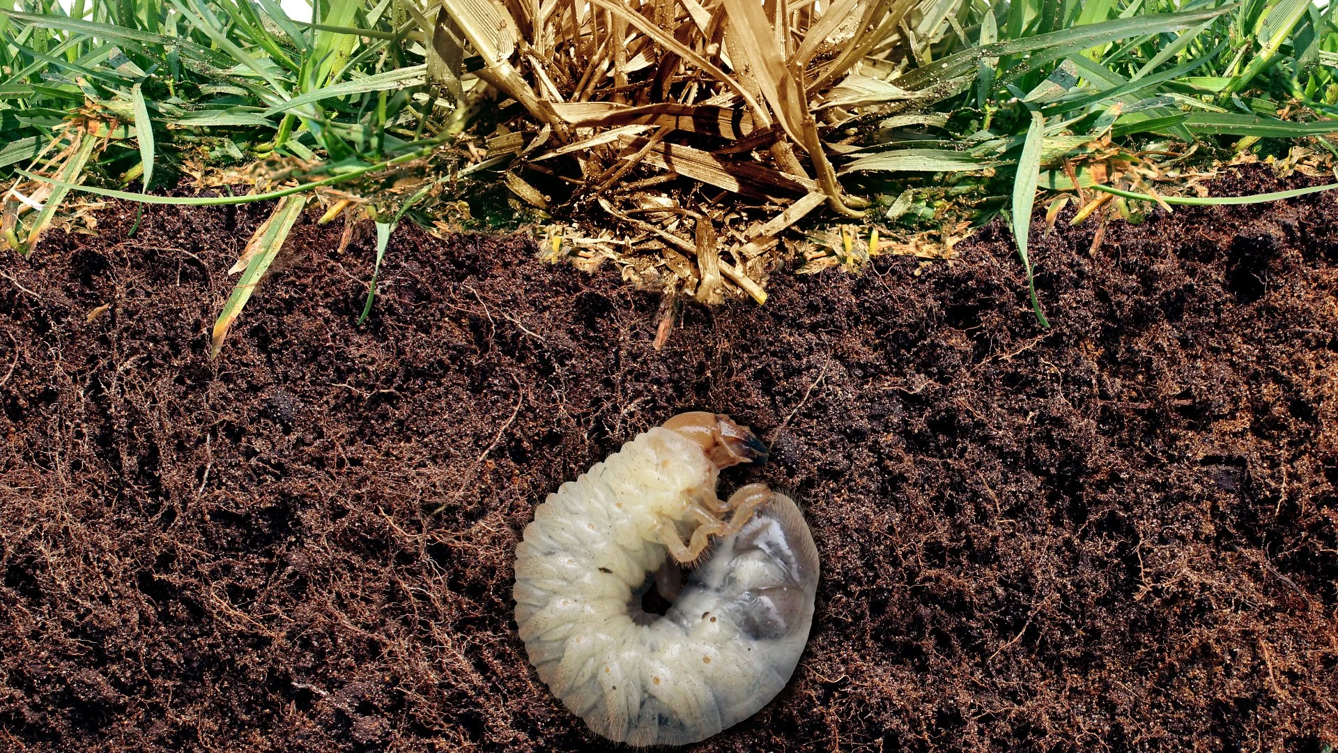 Keep Your Lawn Grub-Free With Preventative Grub Control