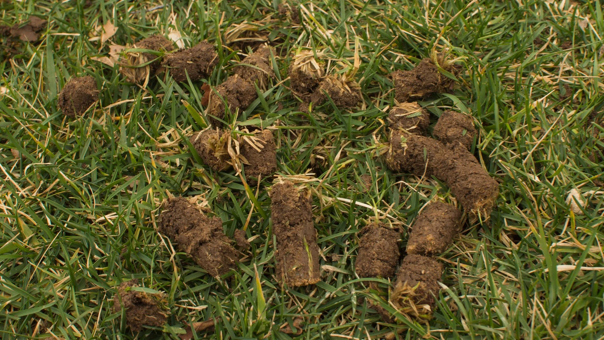 How Your Lawn's Soil Becomes Compacted & What to Do About It